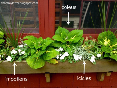 windowbox plant ideas