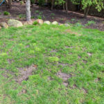 Spring Lawn Project: Patch those Problem Areas