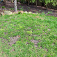 patchy lawn before