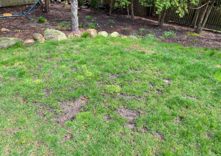 Patching Picture Spring Spring Lawn Project: Patch those Problem Areas - Jaime Costiglio