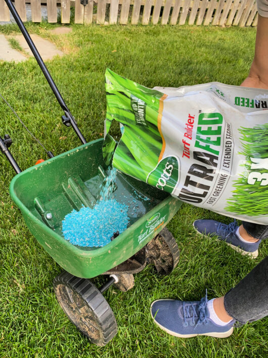 Feed Your Summer Lawn